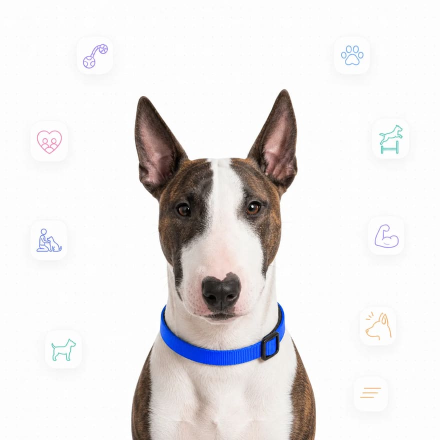 Miniature Bull Terrier