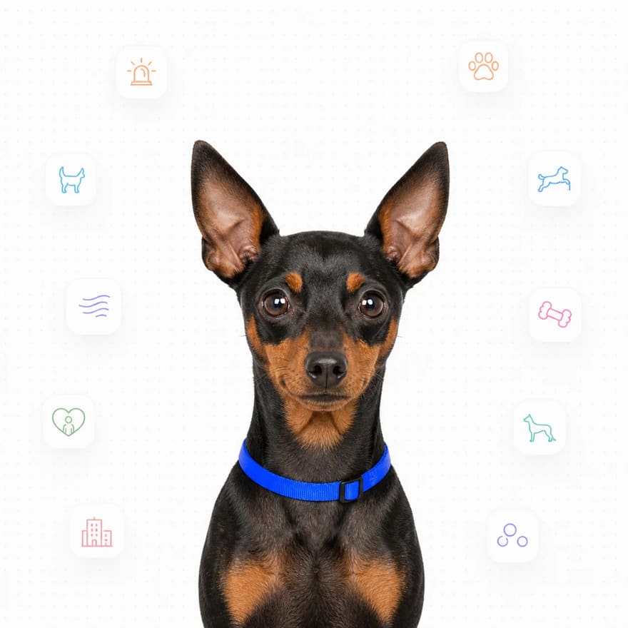 Miniature Pinscher