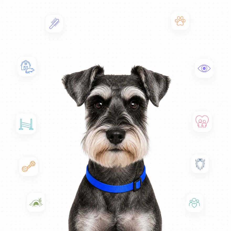 Miniature Schnauzer