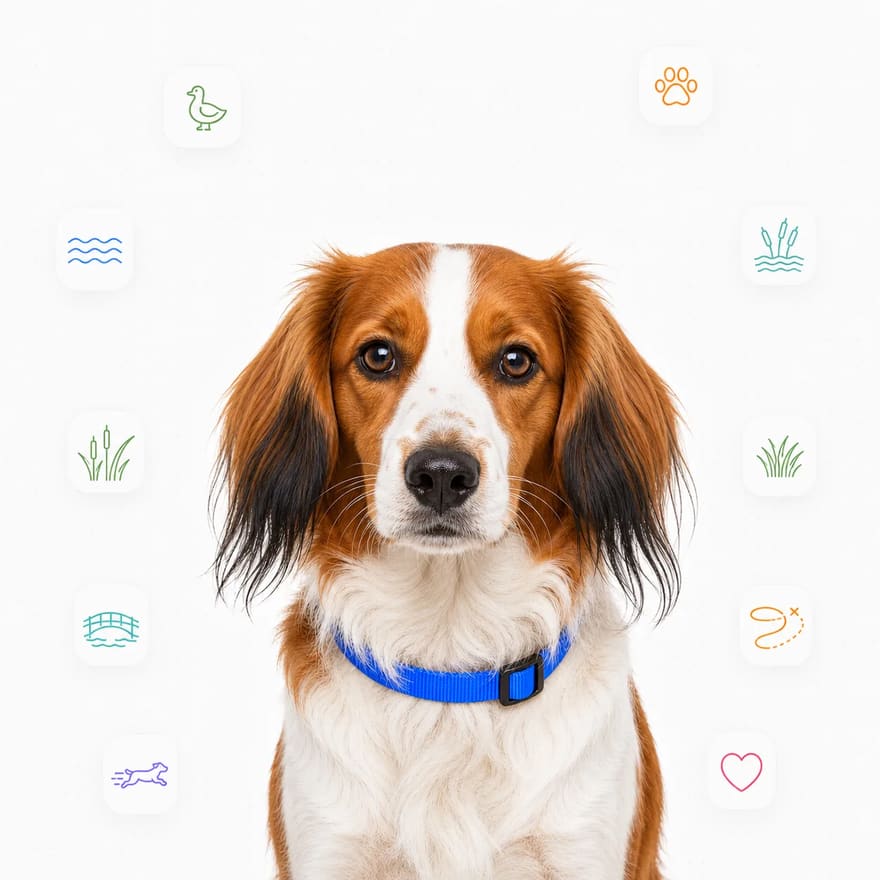 Nederlandse Kooikerhondje