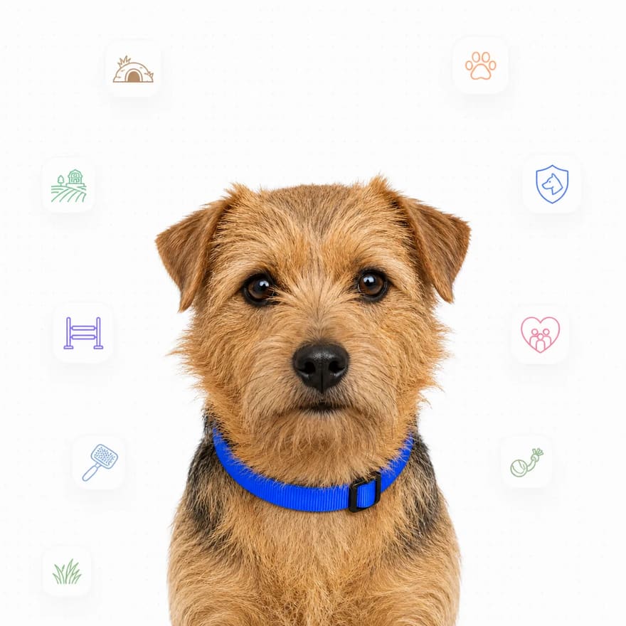 Norfolk Terrier