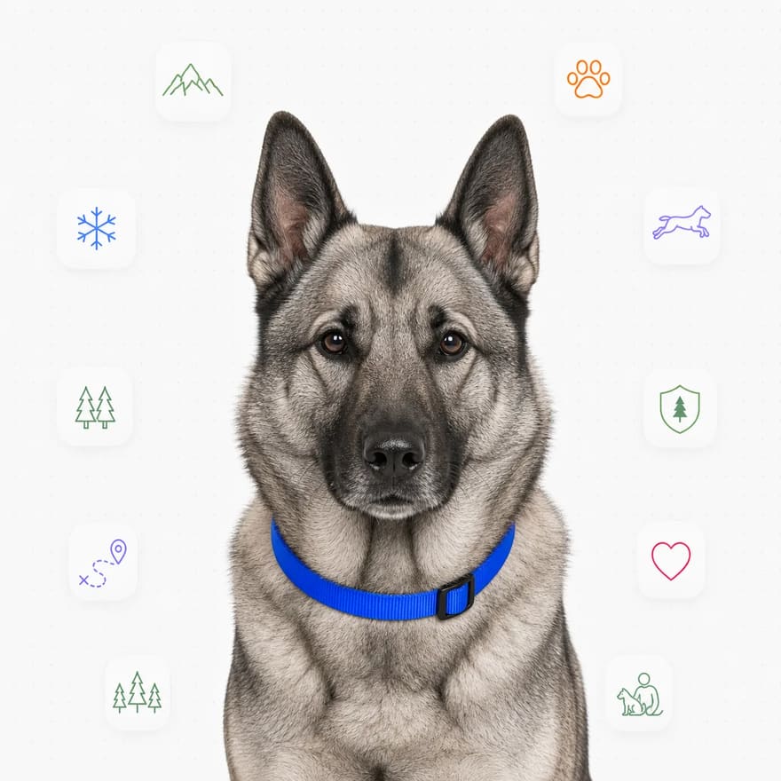 Norwegian Elkhound