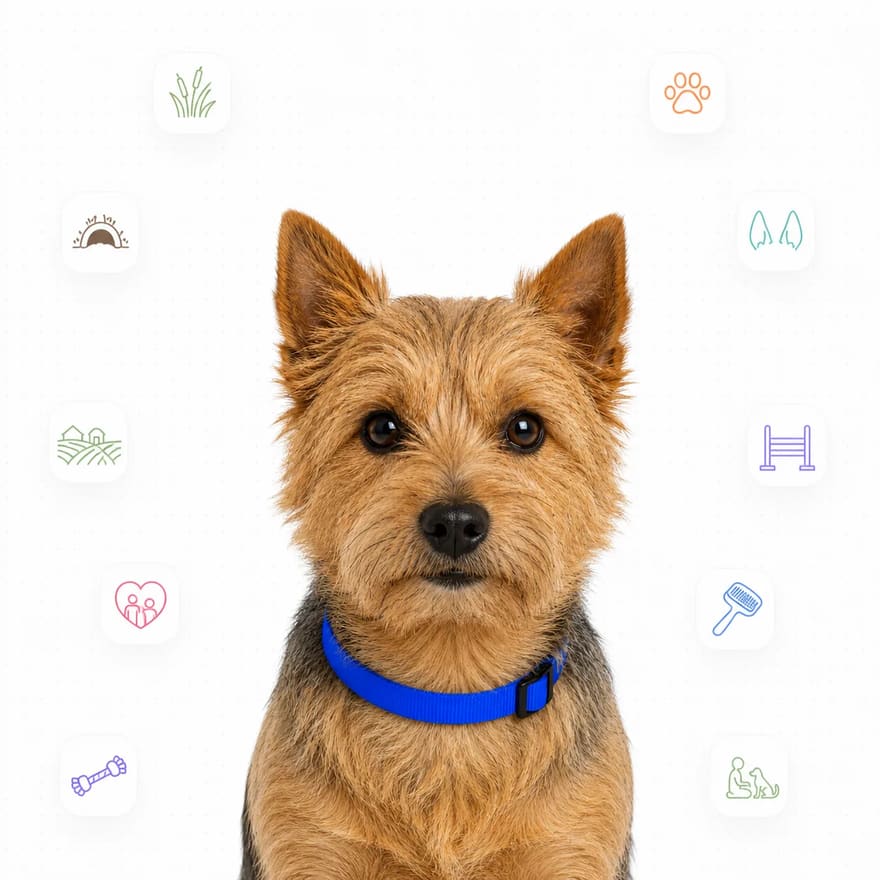 Norwich Terrier