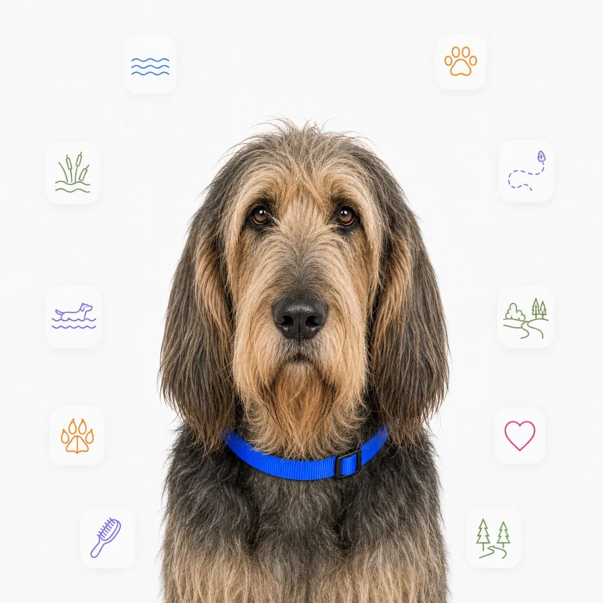 Otterhound