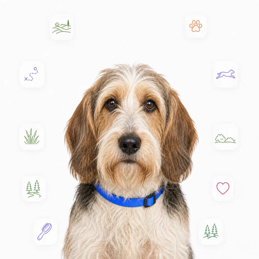 Petit Basset Griffon Vendeen