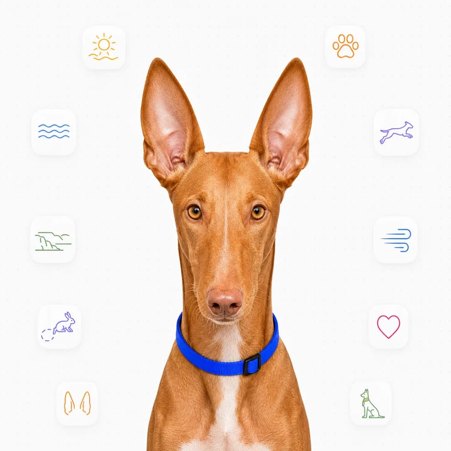 Pharaoh Hound