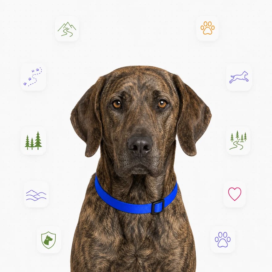 Plott Hound