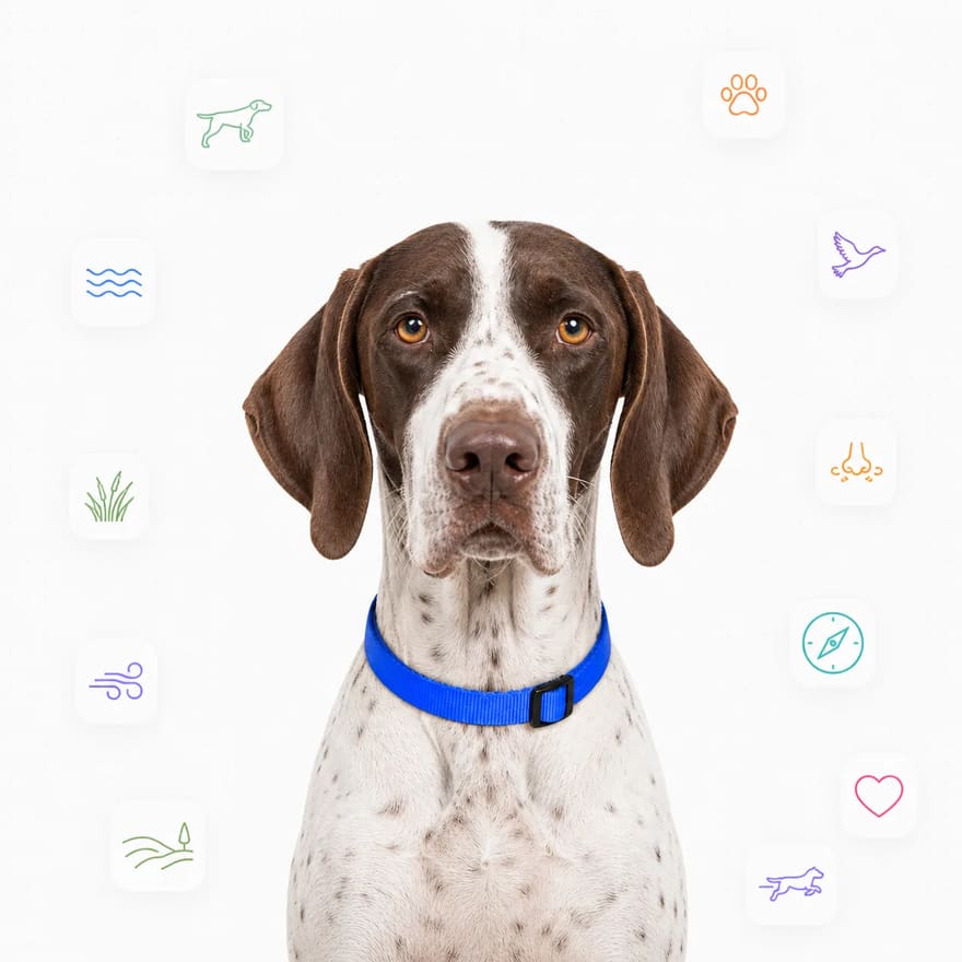 Pointer