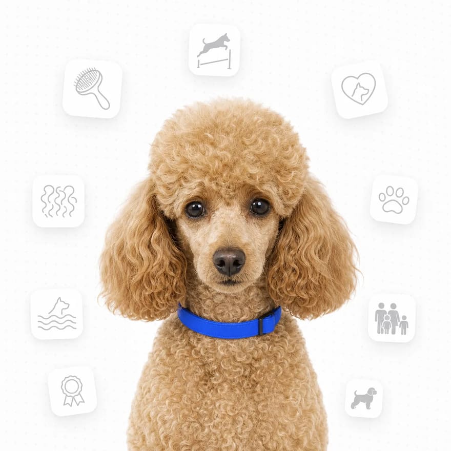 Poodle (Miniature)