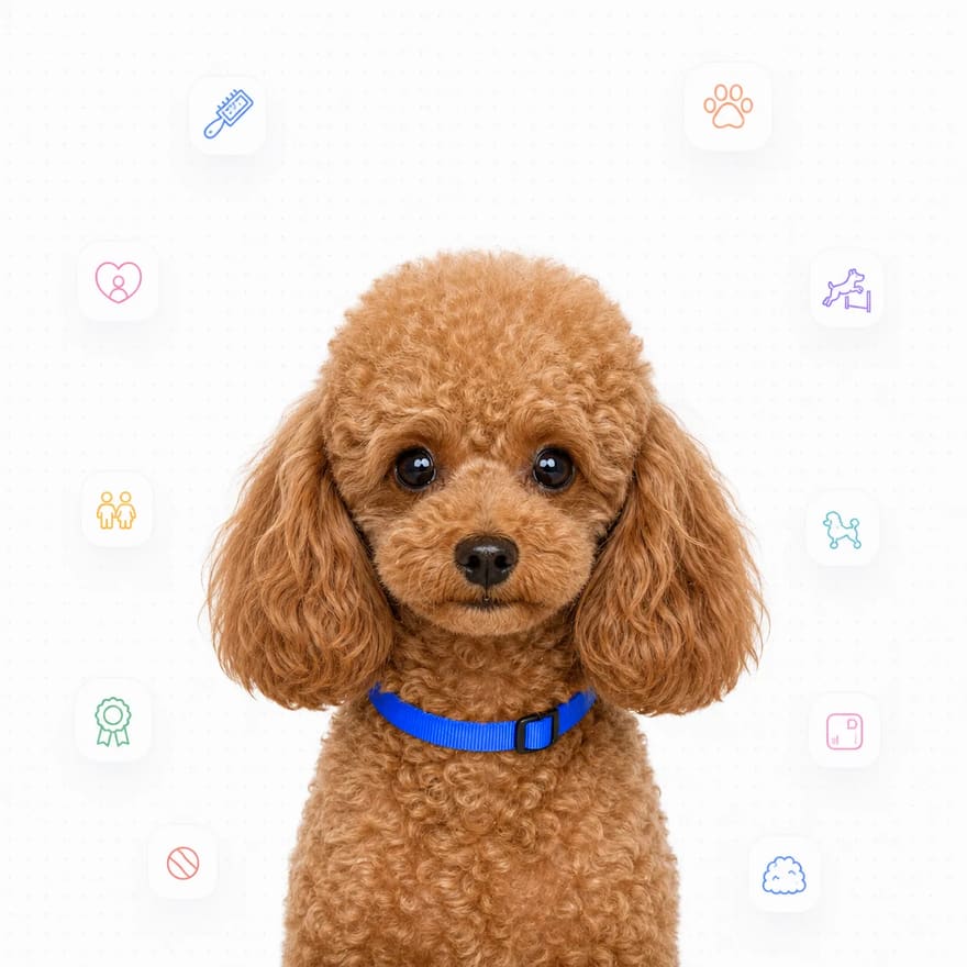 Poodle (Toy)