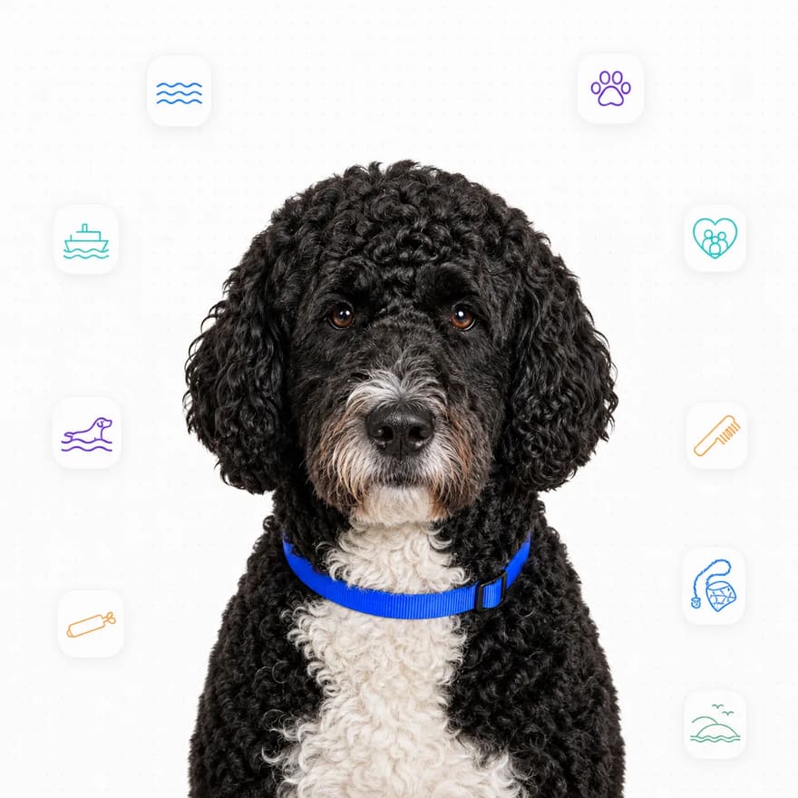 Portuguese Water Dog