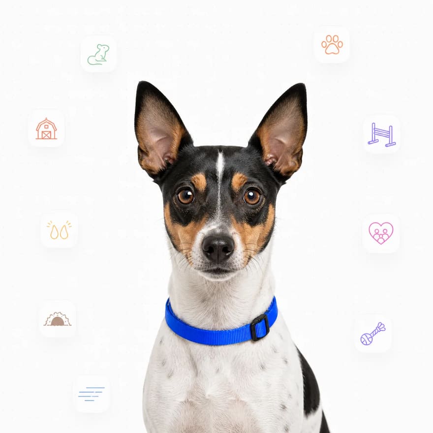 Rat Terrier