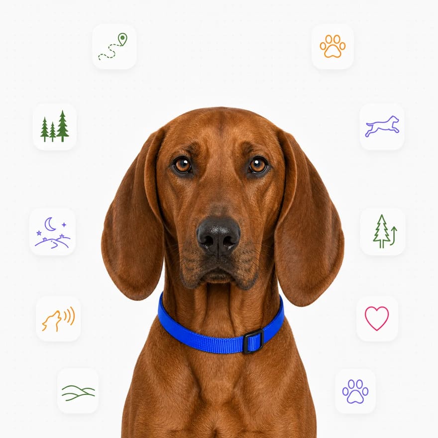 Redbone Coonhound