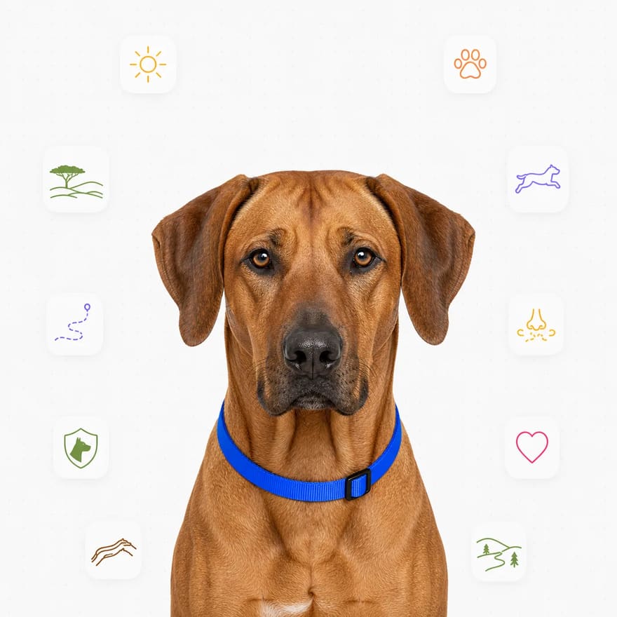 Rhodesian Ridgeback