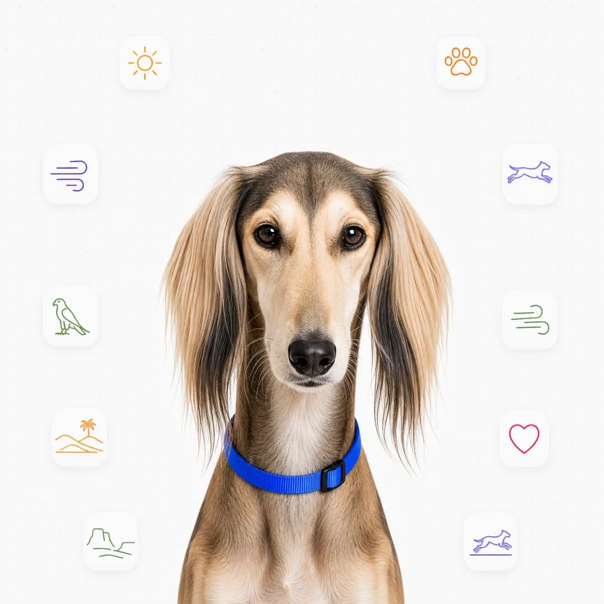 Saluki