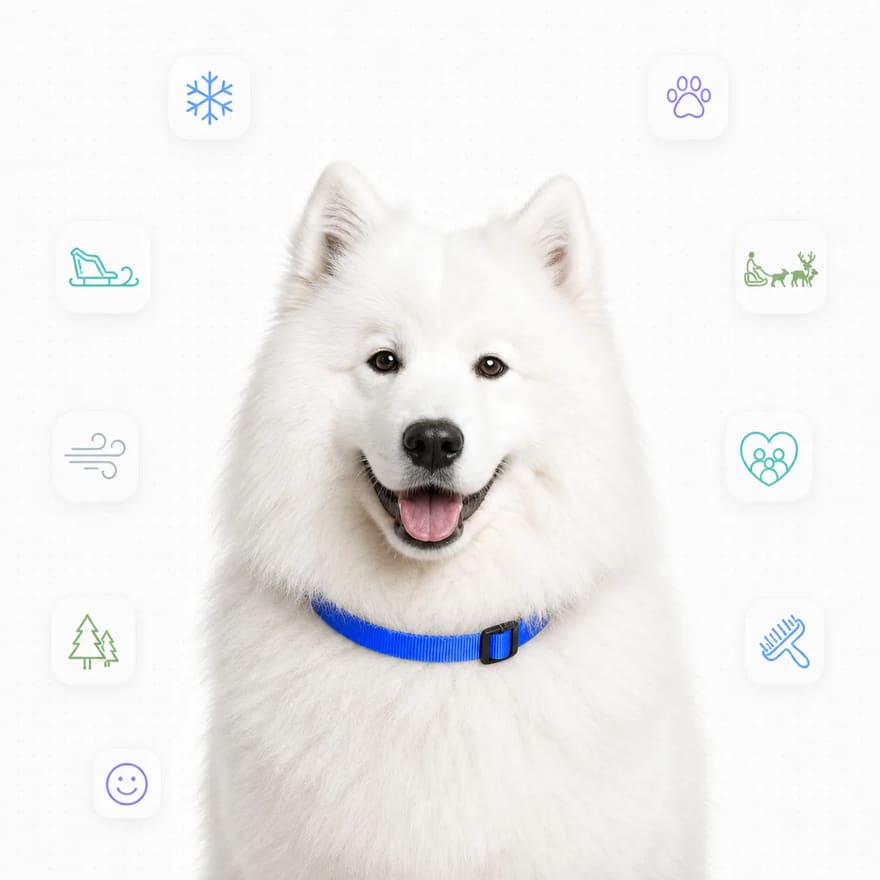 Samoyed