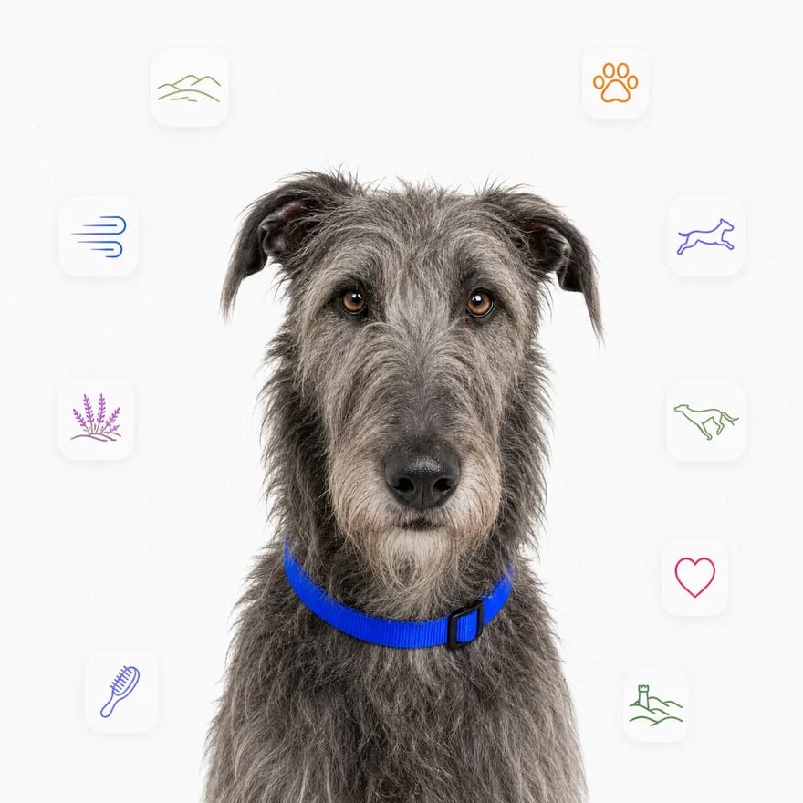 Scottish Deerhound