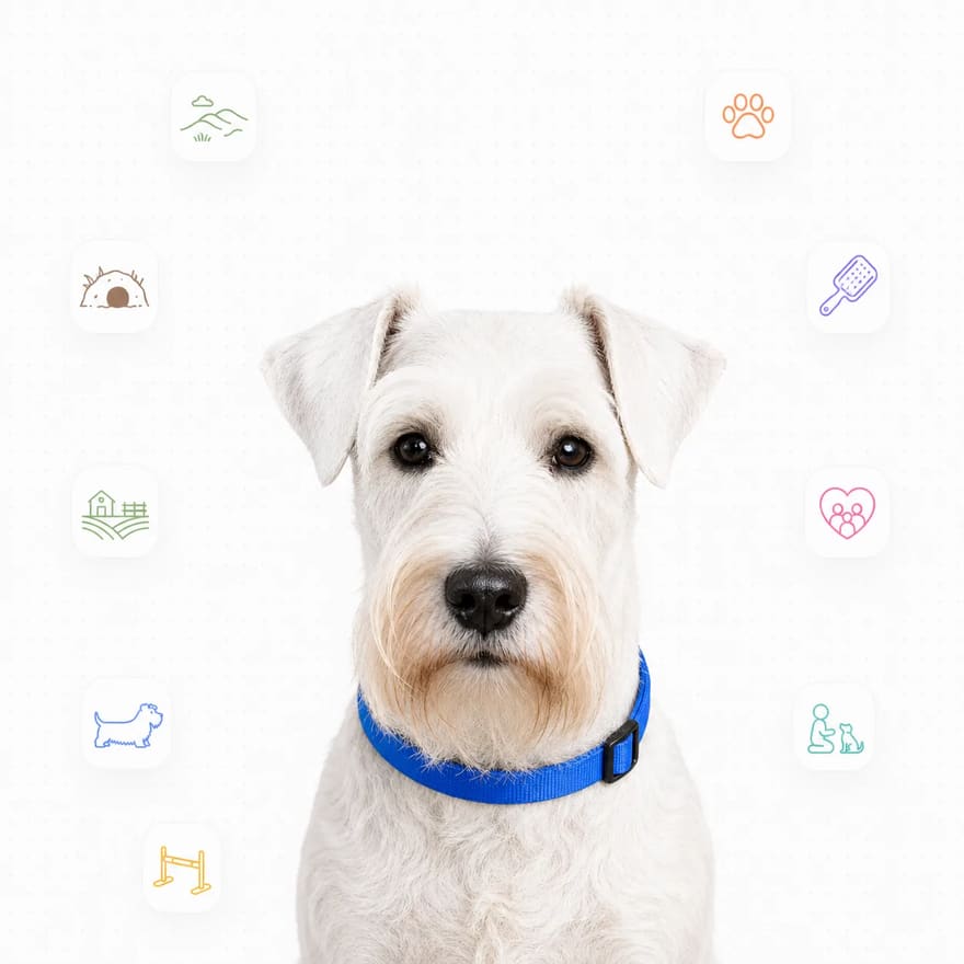 Sealyham Terrier