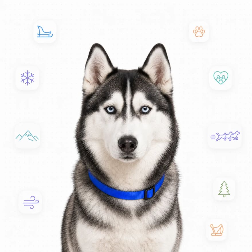 Siberian Husky