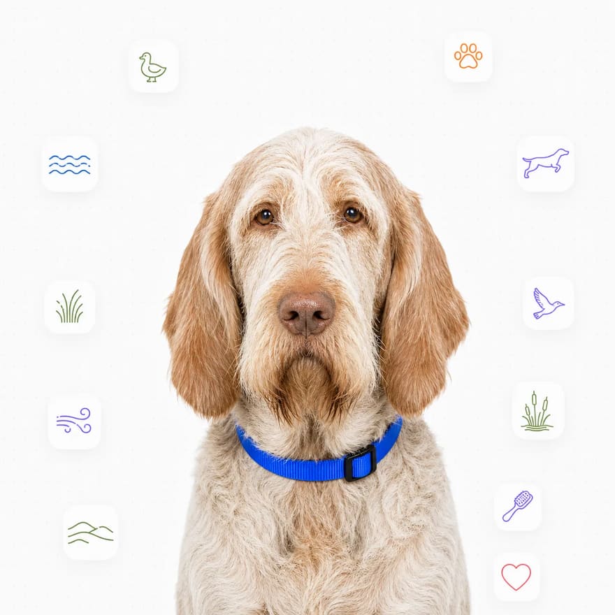 Spinone Italiano