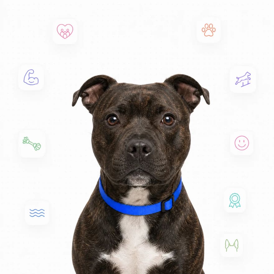 Staffordshire Bull Terrier