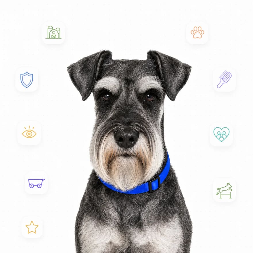 Standard Schnauzer
