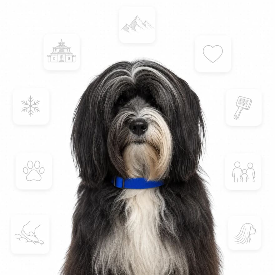 Tibetan Terrier