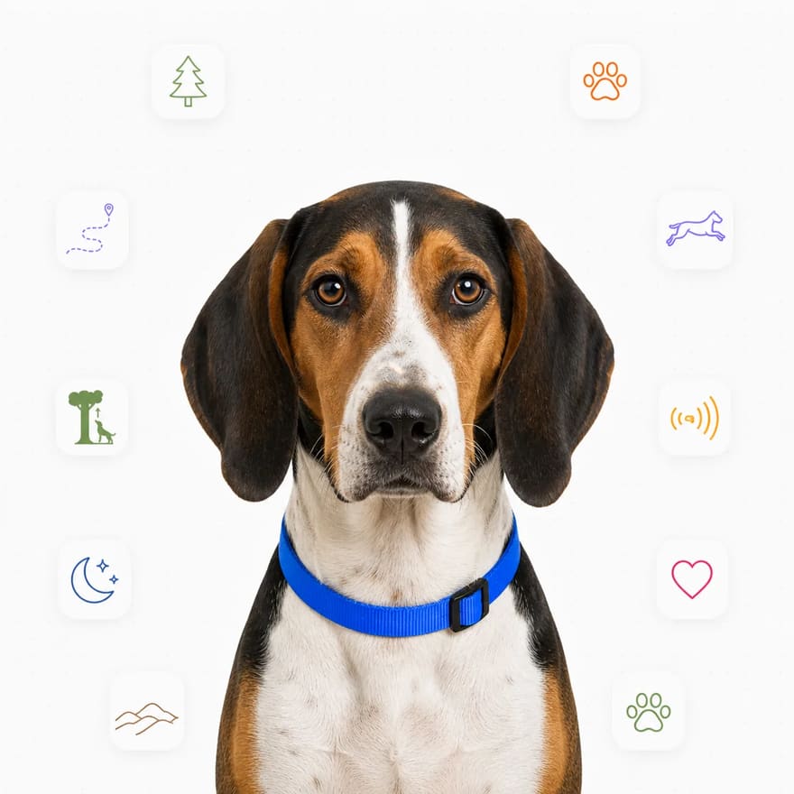 Treeing Walker Coonhound