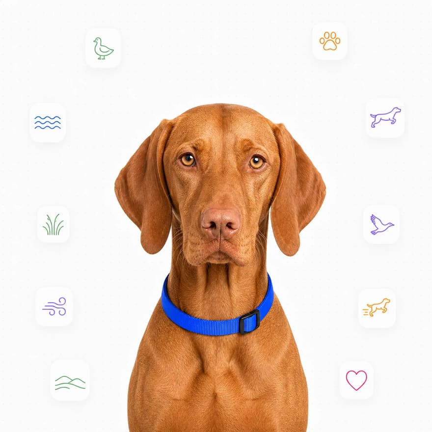 Vizsla