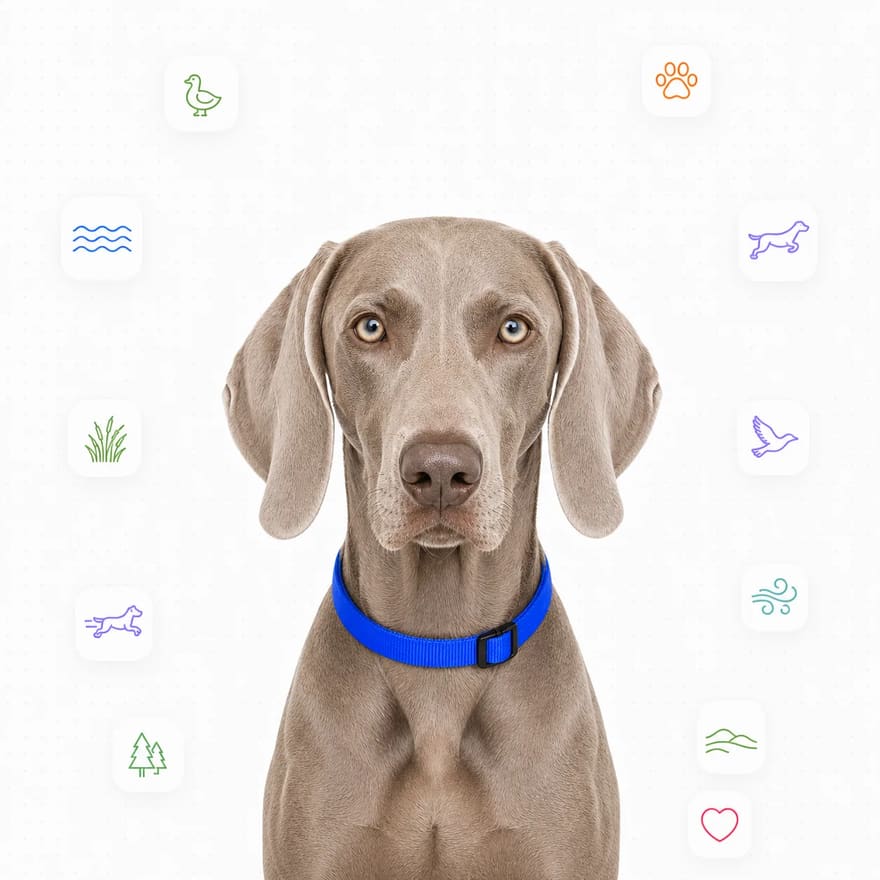 Weimaraner
