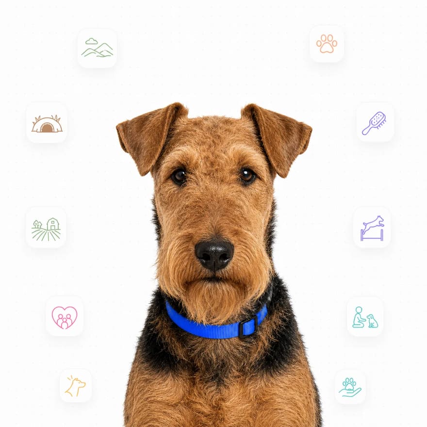 Welsh Terrier