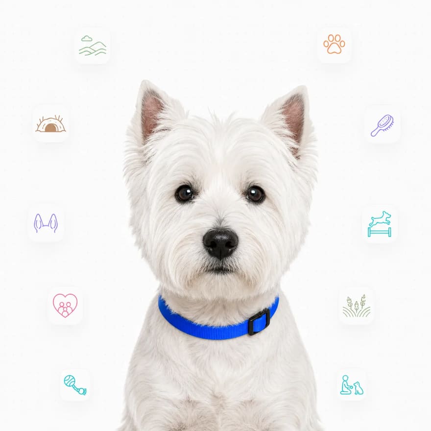 West Highland White Terrier