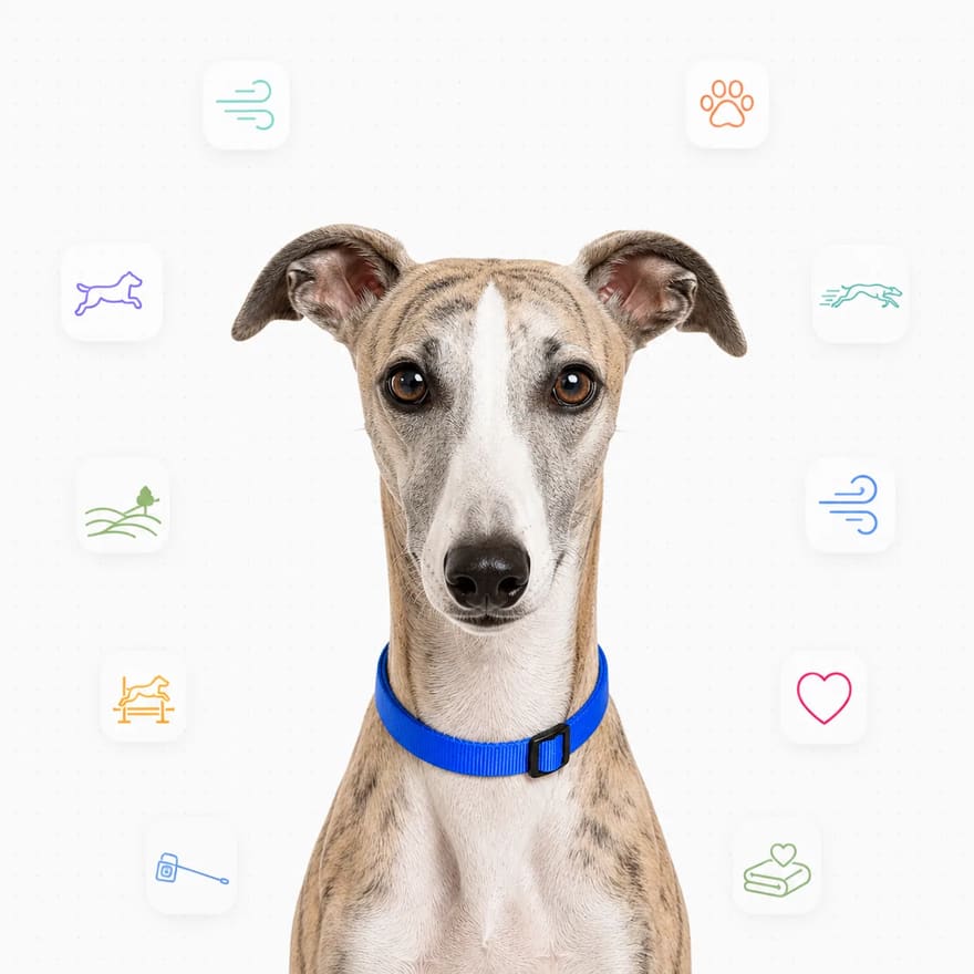 Whippet