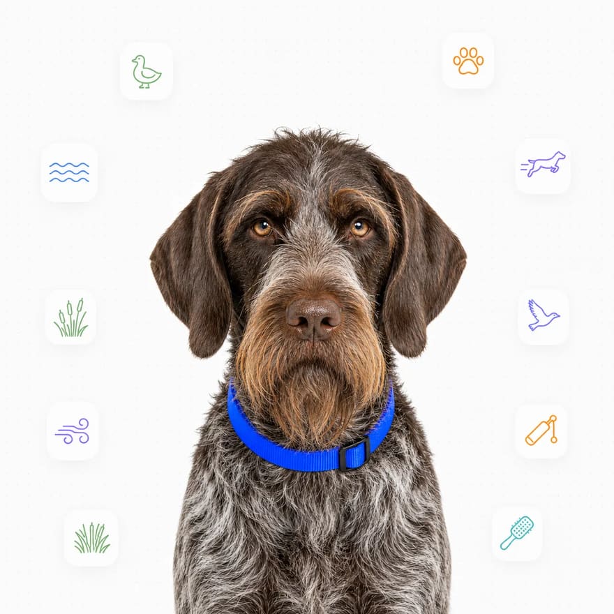 Wirehaired Pointing Griffon