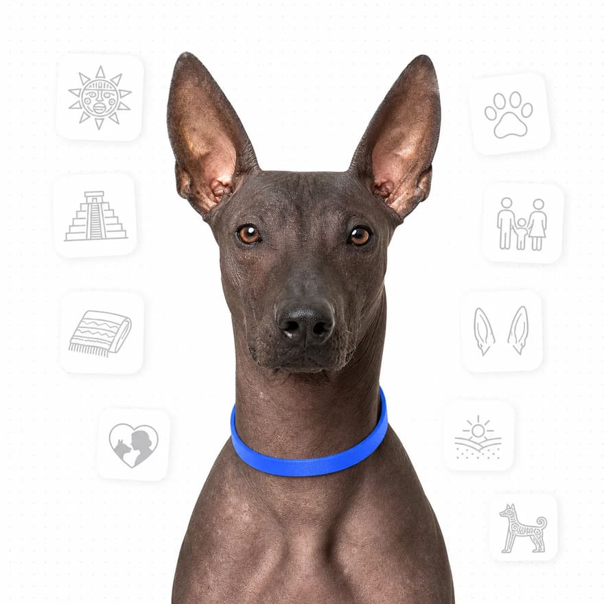 Xoloitzcuintli