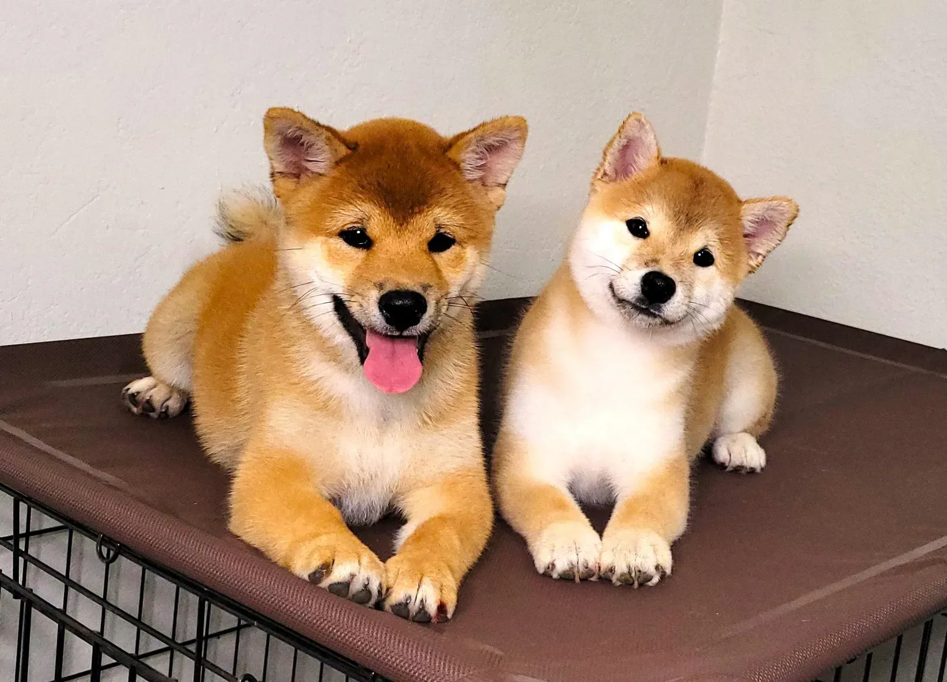 02-puppies-19429569