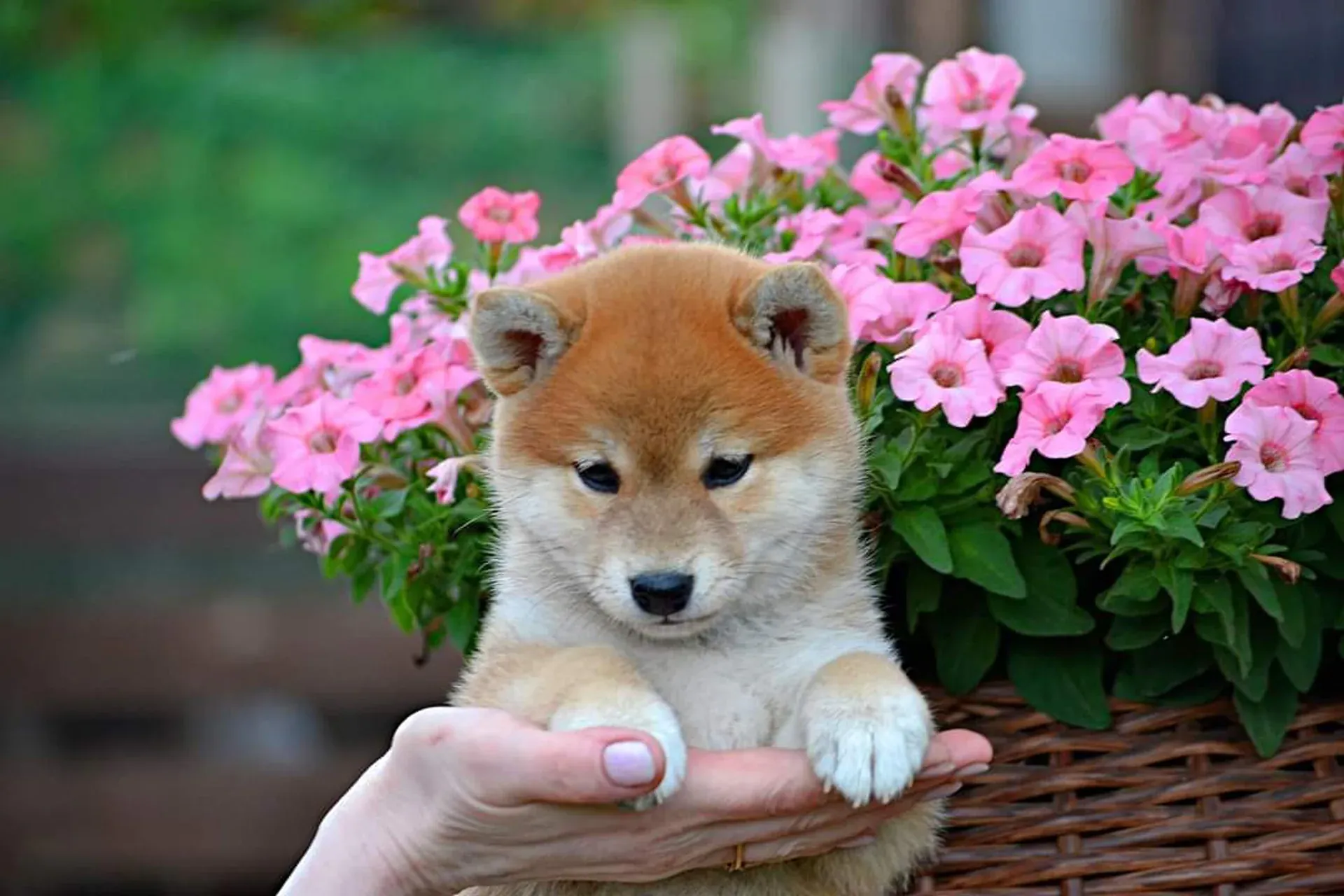 03-puppies-19429570