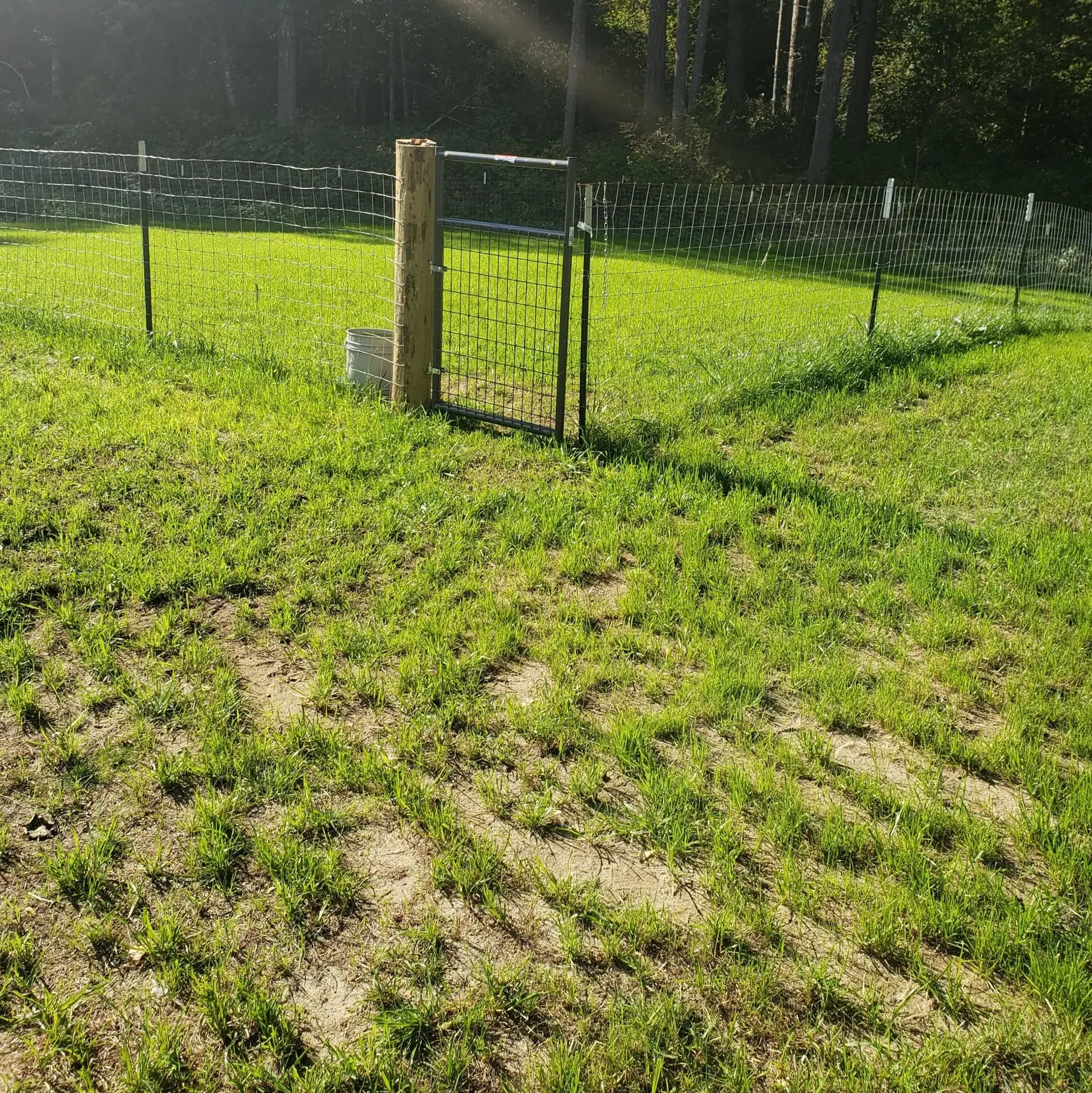 Cascade Siberians dog run