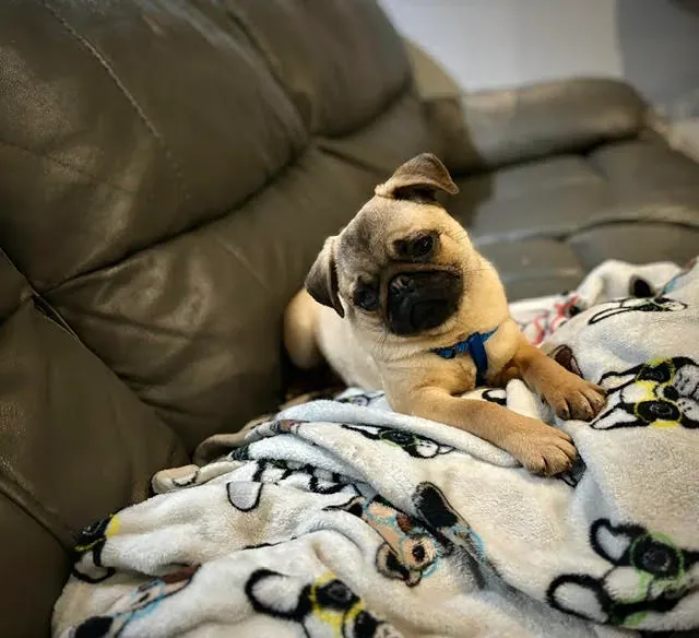 Fawn pug relaxing on a blanket on the couch