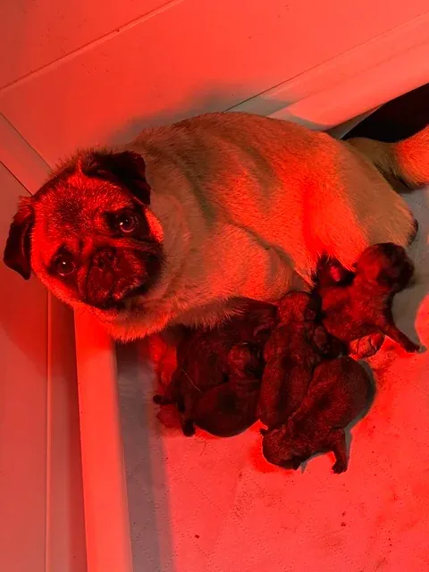 Mother pug nursing a newborn litter in a warm whelping area