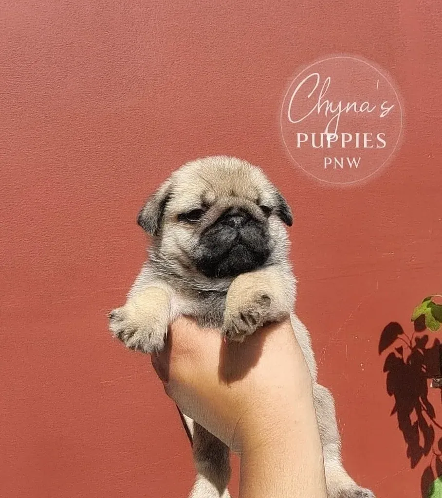 Young fawn pug puppy held outside in the sunshine